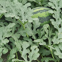 모종파는곳 과일모종 수박접목모종 수박모종, 수박모종_20주