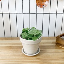 1+1 장미허브 키친허브 화분 세트 타임 바질 베란다 텃밭 허브 키우기, H12.장미허브, H08.타임