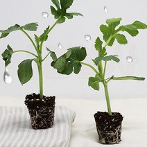 망고수박 모종 가정원예용 베란다 옥상 주말농장 텃밭 재배, 망고수박모종20주
