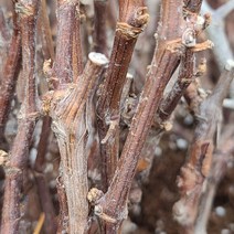 샤인머스켓 접목나무 묘목판매 (청아원예조경), 샤인머스켓 접목 상묘