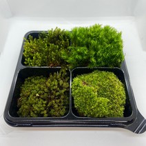 테라리움 팔루다리움 재료 키트 생이끼 8종 중 DIY 4개세트, 4개