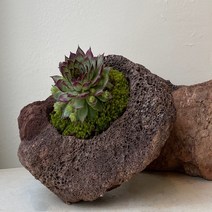 바위솔 석부작 DIY 만들기 이끼 분경 화산석 화분 반려식물 야생화 키우기, 1개