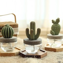 아로마코 선인장 석고디퓨저 석고방향제, 잉글리쉬 가든