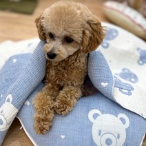 해피앤퍼피 강아지 이불 4중 요르거즈 천연면 블랭킷 이불 베개 사계절용 외출시 필수품 강아지집, 2.푸푸블랫킹_블루
