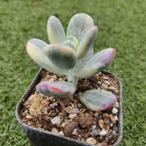 다육세상 다육이 방울복랑금