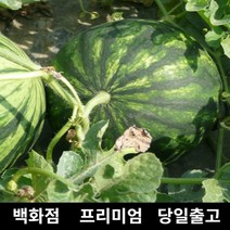 수박 8kg 과일 과일세트 망고수박 고창수박 당도 429794EA, 1, 본상품선택