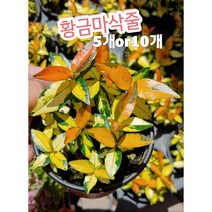 황금마삭줄-5개or10개/마삭줄은 월동 가능한식물, 10개