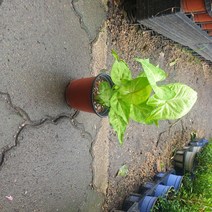 꽃백화점 네온싱고니움10~20cm 49