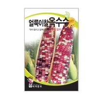 세계종묘 얼룩이찰옥수수씨앗 150립