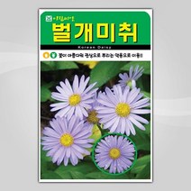 슬로시 꽃 씨앗 모음 꽃씨 허브 허브씨, 벌개미취500립(아람)