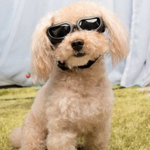 강아지고글 중소형 반려견 선글라스 애견 안경, 2-소중형고글-노랑