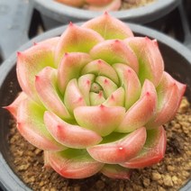 중품다육 8종 모음, 5번 - 플로리디티