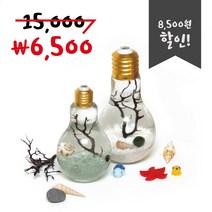 미니가든 (new)전구 마리모 DIY 세트, 먹이추가안함