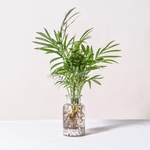 필플랜트 수경재배식물 모던글라스 DIY세트 모음, 1개, 1.테이블야자+수경재배세트(모던글라스+흰돌)