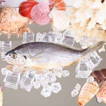 영광굴비 진공포장 3호(20미 20cm내외 1.7kg내외), 단품