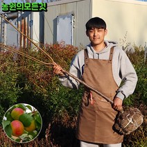 플럼코트 살구나무 묘목 3년생 (결실주) 자두+살구 샤이니