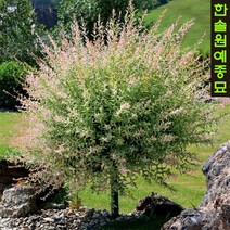 플라밍고셀릭스 접목H0.8~H1.2포트, 플라밍고셀릭스 H0.8m -H1.2m포트