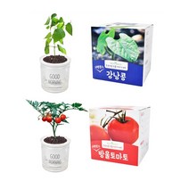 초보자용 식물 키우기 세트 강낭콩 방울토마토
