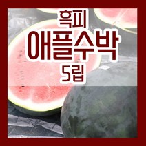 흑피 애플 수박씨 5립 미니 수박 씨앗 종자 파종 재배, 1개