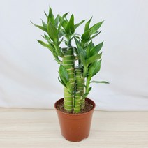 연화죽 [플라워앤곰] 수경가능 기본포트