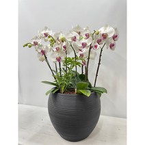 축하화분 @@퀵무료배송 서양난 서양란 서울 경기, 1.화이트