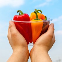 국내산 화순 미니파프리카 500g / 1kg, 미니파프리카 1kg