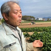 해풍 맞은 남해 노지 시금치 섬초 포항초 남해초 1kg 2kg 4kg, 남해 시금치 특등급 4kg