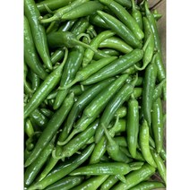 패밀리 국내산 오이맛 아삭이고추 안매운고추 풋고추 특품 1kg 3kg 5kg 10kg, 오이고추(특) 3kg