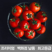 영화청과 국내산 방울토마토 4kg 백화점 납품 시세, 쿠팡 1, 쿠팡 본상품선택