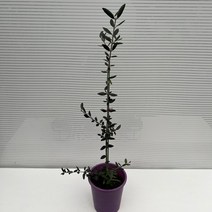 [다은꽃농원]올리브나무 올리브 키우기 일자형 외목대 생명력이강해 키우기쉬운 실내공기정화식물 인테리어