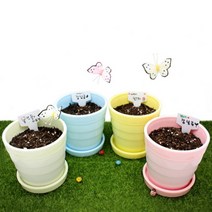 에코키즈 파스텔화분 씨앗심기 (4인용세트)