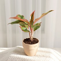 갑조네 오로라 화분 공기정화 식물 인테리어, 오로라(소품), 1개