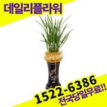 금침 동양란 난 개업화분 승진축하 영전 난배달, 1개