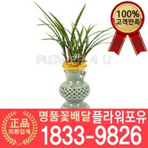 황금채홍 투각분 동양난 동양란 서양난 서양란 승진축하 인사이동 개업 선물 꽃배달 개업화분