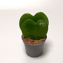 하트호야 하트다육이 미니선인장 다육식물 미니식물 다육이 선인장