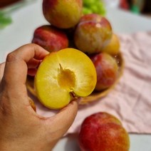 영천 고당도 가을 추희 자두 1kg 2kg 4kg 산지직송, 1박스, 추희 / 4kg / 특대과 / 28~32과내외