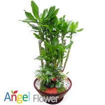 엔젤플라워 초특가 특대형식물 개업화분 축하화분 행운목 황금죽 고무나무 당일배송꽃배달, A03 황금죽, 1개