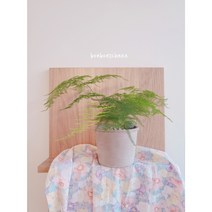 아스파라거스나누스 음지식물 카페인테리어