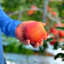 아리수 파로호 꿀사과 1박스 2.5kg 가정용 화천사과 산지직송 껍질째먹는 꿀사과 12개입 소과, 1개