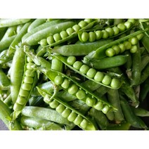 국내산 햇 생 껍질완두콩 1kg