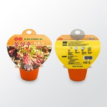 베란다 상추키우기 꽃상추 씨앗 키트 재배 세트