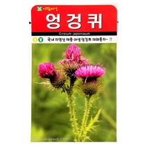 엉겅퀴씨앗 100알 엉겅퀴 씨앗 엉겅퀴씨 약초씨앗