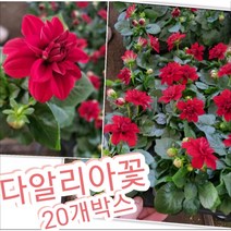 다알리아꽃 20개박스/꽃이 크고 화려하며 색깔도 다양한 다알리아