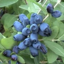 하니베리(하스카프) 나무 묘목 인디고잼 4치포트 1개