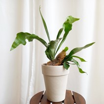 데일리가든 박쥐란 정글플랜트 열대식물 공기정화식물 독일토분 키우기쉬운식물 공중식물