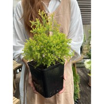 둥근서양측백 라인골드(레인골드) 6호사각포트묘