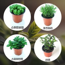 태민농자재 허브모종 구문초 상추모종 쌈채소 여름 채소 텃밭 식용 식물키우기, 산초(식용) [1개]