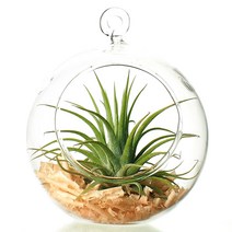 잎새몰 공기정화식물 행잉플랜트 에어플랜트 틸란드시아 이오난사 세트 모음, 행잉볼10+틸란+편백