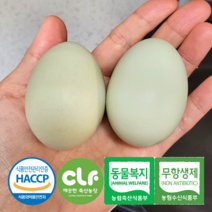 청란 청계란 사포닌 함유된 청계알 15구 20구 30구 40구 60구, 청란 40구