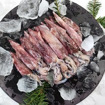 미니 총알한치 오징어통찜 라면용 500g, 총알한치 500g(20미내외)